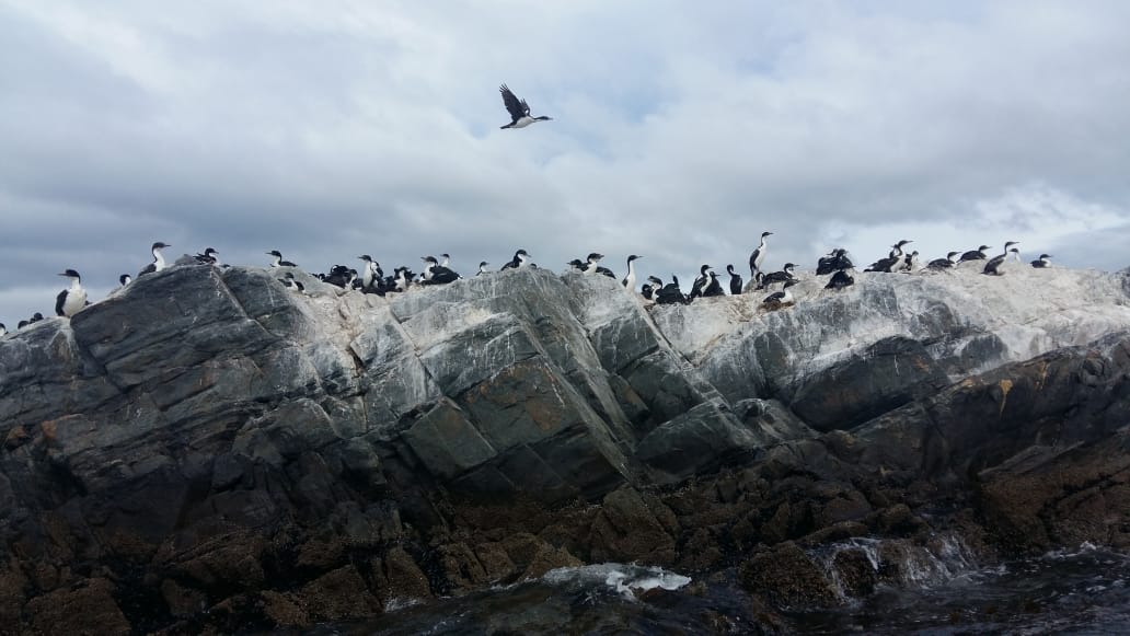 Colonia amplia de cormoranes en rocas del Canal Beagle