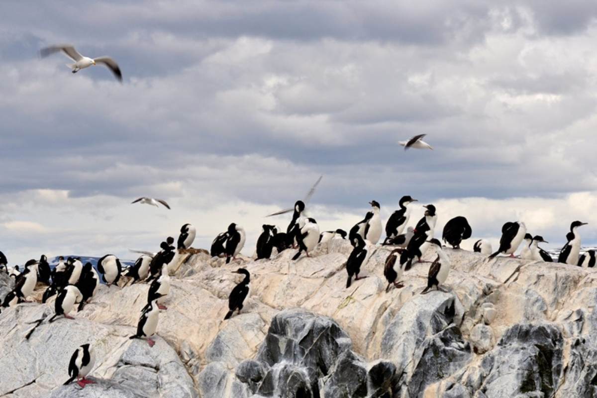 Cormorán volando sobre el Canal Beagle durante una excursión en Ushuaia