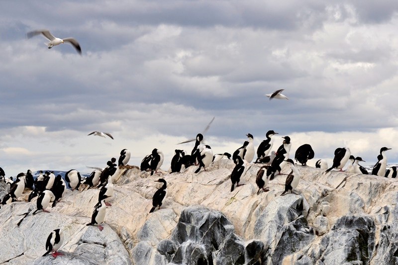 Cormoranes sobre un islote del Canal Beagle durante una excursión en Ushuaia