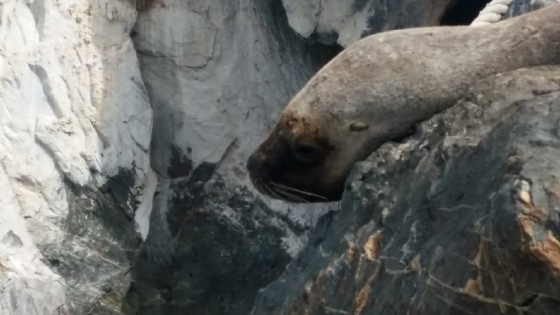 Lobo marino sobre rocas durante una navegación por el Canal Beagle