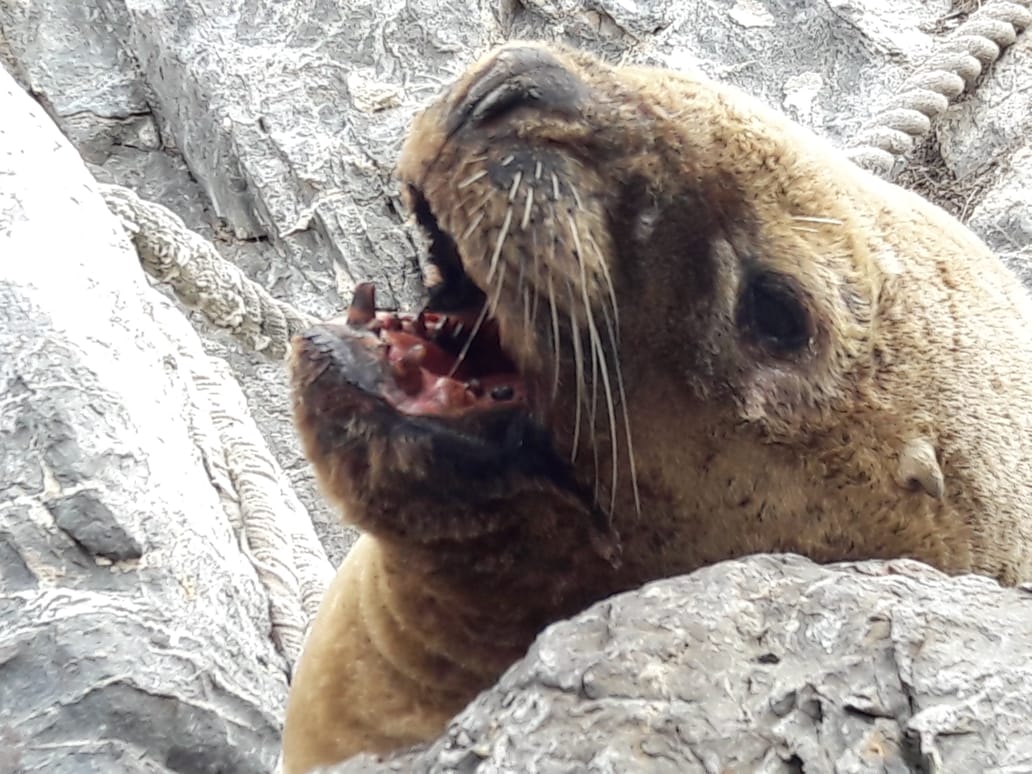 Primer plano de un lobo marino con la boca abierta sobre rocas del Canal Beagle